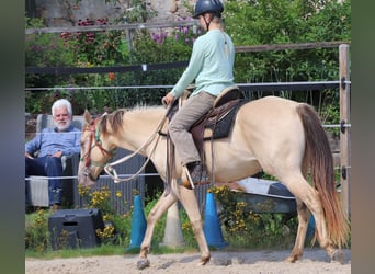 American Quarter Horse, Castrone, 4 Anni, 148 cm, Champagne