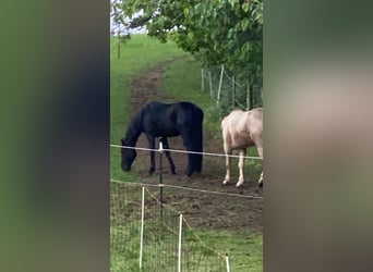 American Quarter Horse, Castrone, 4 Anni, 148 cm, Morello
