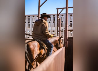 American Quarter Horse, Castrone, 4 Anni, 150 cm, Baio ciliegia