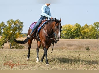 American Quarter Horse, Castrone, 4 Anni, 150 cm, Baio ciliegia