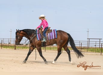 American Quarter Horse, Castrone, 4 Anni, 150 cm, Baio ciliegia