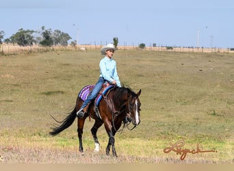 American Quarter Horse, Castrone, 4 Anni, 150 cm, Baio ciliegia