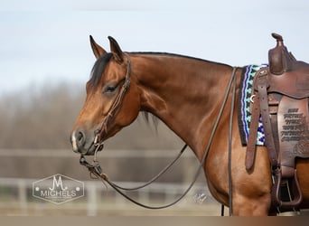 American Quarter Horse, Castrone, 4 Anni, 150 cm, Baio ciliegia