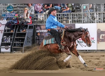 American Quarter Horse, Castrone, 4 Anni, 150 cm, Baio