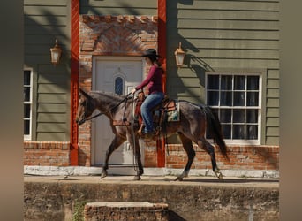 American Quarter Horse, Castrone, 4 Anni, 150 cm, Baio roano