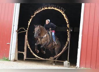American Quarter Horse, Castrone, 4 Anni, 150 cm, Falbo