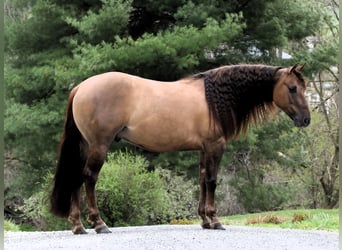 American Quarter Horse, Castrone, 4 Anni, 150 cm, Falbo