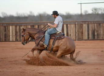 American Quarter Horse, Castrone, 4 Anni, 150 cm, Falbo