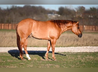 American Quarter Horse, Castrone, 4 Anni, 150 cm, Falbo