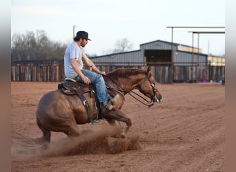 American Quarter Horse, Castrone, 4 Anni, 150 cm, Falbo