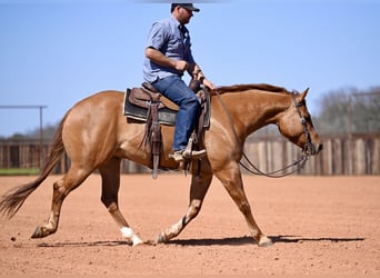 American Quarter Horse, Castrone, 4 Anni, 150 cm, Falbo