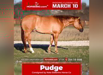 American Quarter Horse, Castrone, 4 Anni, 150 cm, Falbo