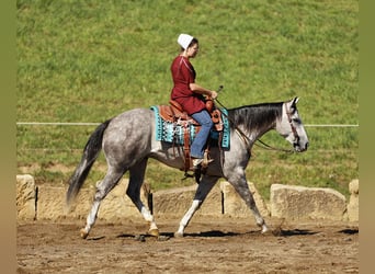 American Quarter Horse, Castrone, 4 Anni, 150 cm, Grigio pezzato