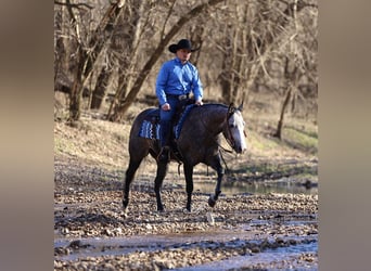 American Quarter Horse, Castrone, 4 Anni, 150 cm, Grigio