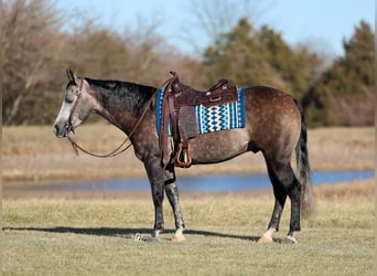 American Quarter Horse, Castrone, 4 Anni, 150 cm, Grigio