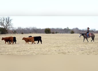 American Quarter Horse, Castrone, 4 Anni, 150 cm, Grigio