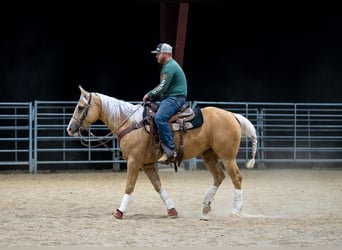 American Quarter Horse, Castrone, 4 Anni, 150 cm, Palomino