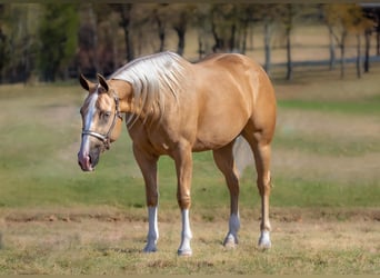 American Quarter Horse, Castrone, 4 Anni, 150 cm, Palomino