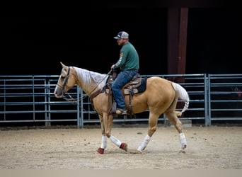 American Quarter Horse, Castrone, 4 Anni, 150 cm, Palomino