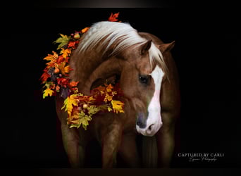 American Quarter Horse, Castrone, 4 Anni, 150 cm, Palomino