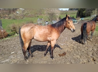 American Quarter Horse, Castrone, 4 Anni, 150 cm, Pelle di daino