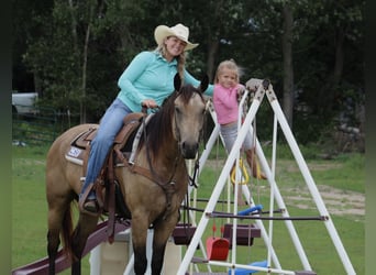 American Quarter Horse, Castrone, 4 Anni, 150 cm, Pelle di daino
