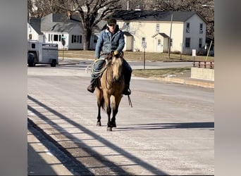 American Quarter Horse, Castrone, 4 Anni, 150 cm, Pelle di daino