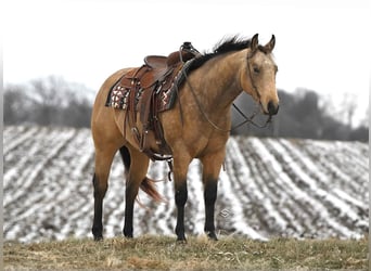 American Quarter Horse, Castrone, 4 Anni, 150 cm, Pelle di daino