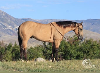 American Quarter Horse, Castrone, 4 Anni, 150 cm, Pelle di daino