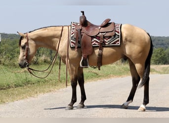 American Quarter Horse, Castrone, 4 Anni, 150 cm, Pelle di daino