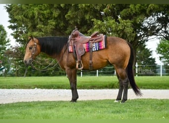 American Quarter Horse, Castrone, 4 Anni, 150 cm, Pelle di daino