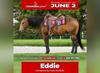 American Quarter Horse, Castrone, 4 Anni, 150 cm, Pelle di daino