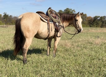 American Quarter Horse, Castrone, 4 Anni, 150 cm, Pelle di daino