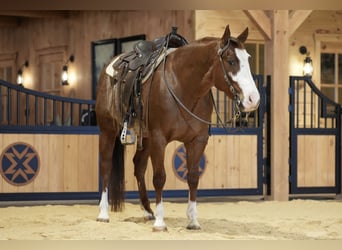 American Quarter Horse, Castrone, 4 Anni, 150 cm, Rabicano
