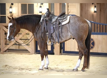 American Quarter Horse, Castrone, 4 Anni, 150 cm, Rabicano