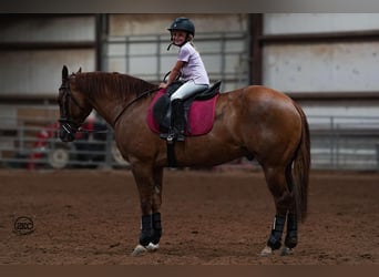 American Quarter Horse, Castrone, 4 Anni, 150 cm, Red dun