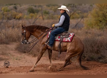 American Quarter Horse, Castrone, 4 Anni, 150 cm, Red dun