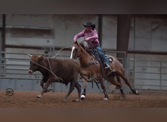 American Quarter Horse, Castrone, 4 Anni, 150 cm, Red dun