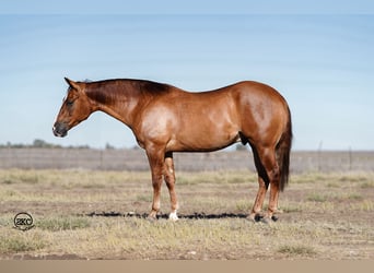 American Quarter Horse, Castrone, 4 Anni, 150 cm, Red dun