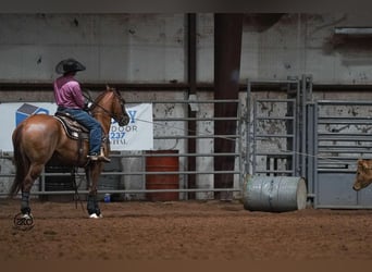 American Quarter Horse, Castrone, 4 Anni, 150 cm, Red dun