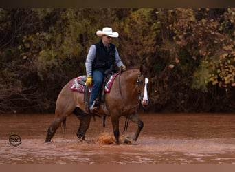 American Quarter Horse, Castrone, 4 Anni, 150 cm, Red dun