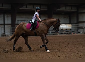 American Quarter Horse, Castrone, 4 Anni, 150 cm, Red dun