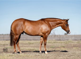 American Quarter Horse, Castrone, 4 Anni, 150 cm, Red dun