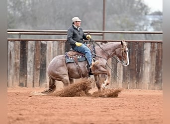 American Quarter Horse, Castrone, 4 Anni, 150 cm, Roano rosso