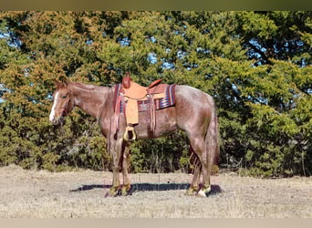 American Quarter Horse, Castrone, 4 Anni, 150 cm, Roano rosso