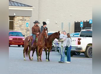 American Quarter Horse, Castrone, 4 Anni, 150 cm, Roano rosso