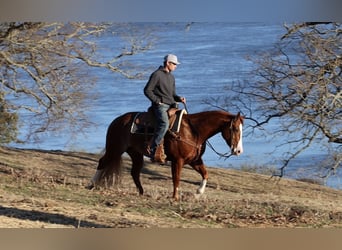American Quarter Horse, Castrone, 4 Anni, 150 cm, Roano rosso