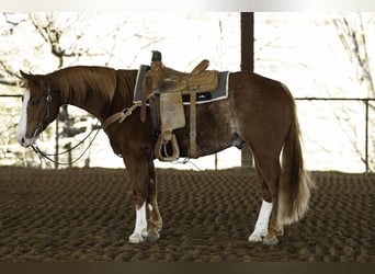 American Quarter Horse, Castrone, 4 Anni, 150 cm, Roano rosso