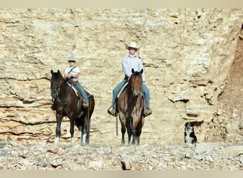 American Quarter Horse, Castrone, 4 Anni, 150 cm, Roano rosso