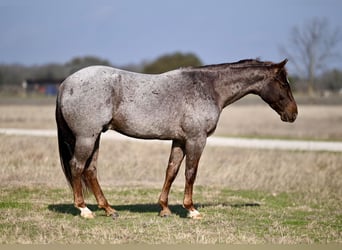 American Quarter Horse, Castrone, 4 Anni, 150 cm, Roano rosso